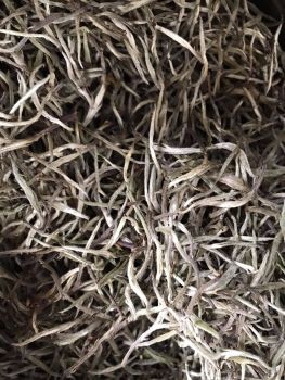 Fresh Natural Tea 'Silver Needle'