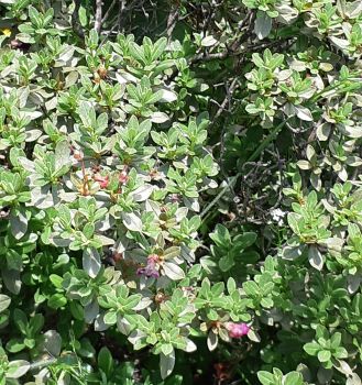 100% Pure Natural Organic Rhododendron Anthopogon Oil