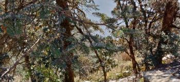 100% Pure Natural Organic Himalayan Silver Fir Essential Oil