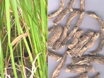 Acorus calamus Sweet Flag (Bojho)