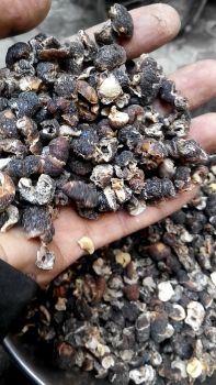 Ayurvedic Herbal Medicinal Phyllanthus Emblica Indian Gooseberry Amala