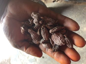 100% Natural Large Cardamom