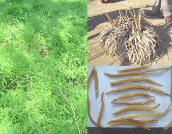 100% Pure Natural Asparagus Racemosus