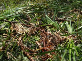 Natural Organic Calamus Sweet Flag Essential Oil