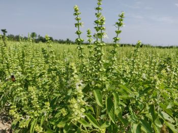 100% Pure Natural Organic French Basil Essential Oil