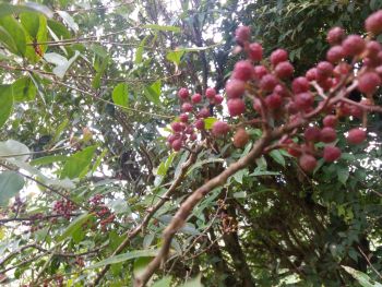 Natural Organic Zanthoxylum Timur Essential Oil