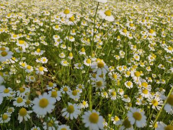 100% Pure Natural Organic German Chamomile Oil