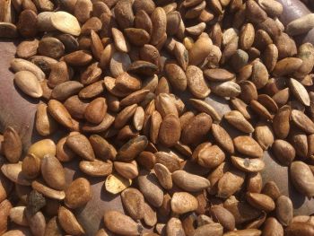 Natural Medicinal Citrullus Colosynthis Trichosanthes Wallichiana Seeds