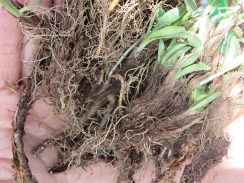 100% Pure Natural Nardostachys Jatamansi Oil