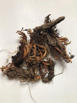 100% Natural and Pure Herbal Jatamansi Oil (Essential Oil)