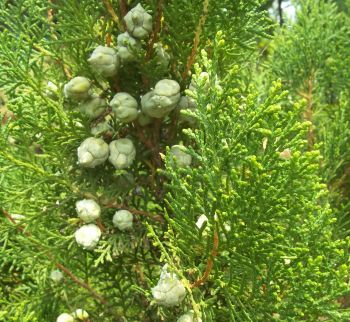 100% Pure Natural Organic Juniper Berry Oil