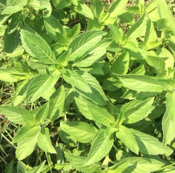 100% Pure Natural Mentha Oil