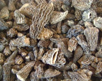 100% Natural Morel mushroom