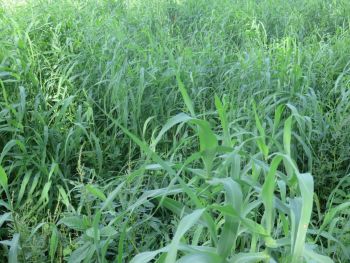 100% Pure Natural Palmarosa Oil