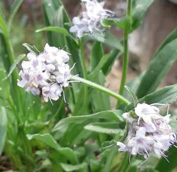 100% Pure Natural Organic Jatamansi Essential Oil