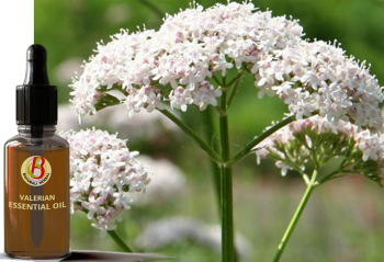 100% Natural & Pure Medicinal Valerian Essential Oil