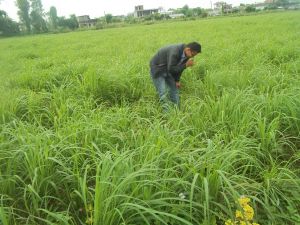 Organic Citronella Essential oil