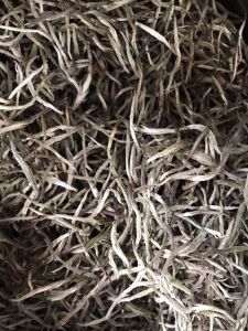 Fresh Natural Tea 'Silver Needle'