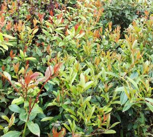 100% Pure Natural Organic Wintergreen Essential Oil