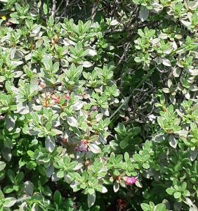 100% Pure Natural Organic Rhododendron Anthopogon Oil