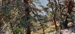 100% Pure Natural Organic Himalayan Silver Fir Essential Oil 