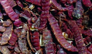 Acacia Rugata (Shikakai)