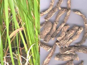 Acorus calamus Sweet Flag (Bojho)