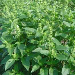 100% Pure Natural Organic Basil Essential Oil