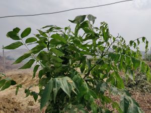 100% Natural Organic Curry Leaf Essential Oil