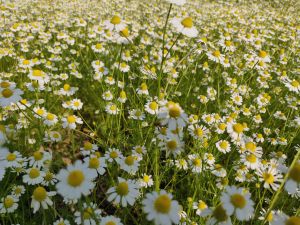 100% Pure Natural Organic German Chamomile Oil