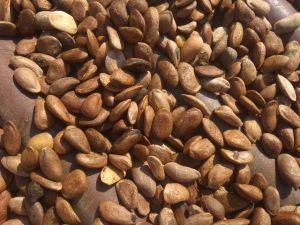 Natural Medicinal Citrullus Colosynthis Trichosanthes Wallichiana Seeds