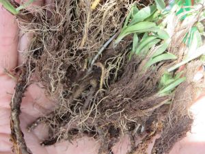 100% Pure Natural Nardostachys Jatamansi Oil