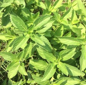 100% Pure Natural Mentha Oil