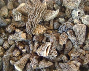 100% Natural Morel mushroom