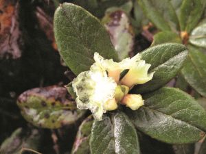 100% Pure Natural Organic Anthopogon Essential Oil