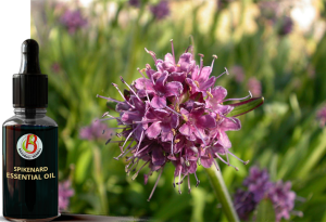 100% Natural & Pure Medicinal Spikenard Essential Oil