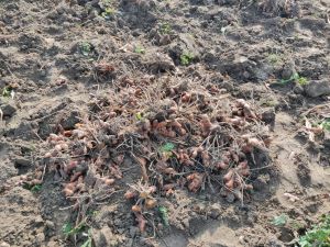 100% Natural Organic Turmeric Fresh Root Essential oil 