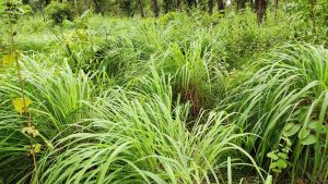 100% Pure Natural Organic Lemongrass Essential Oil